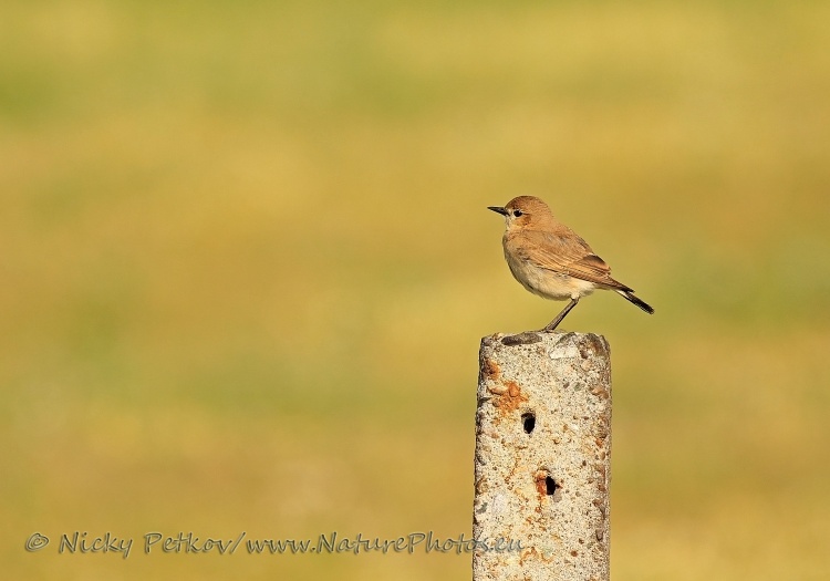 WildLife Photos of Birds, Wheatears & others, Isabelline Wheatear, Oenanthe isabellina